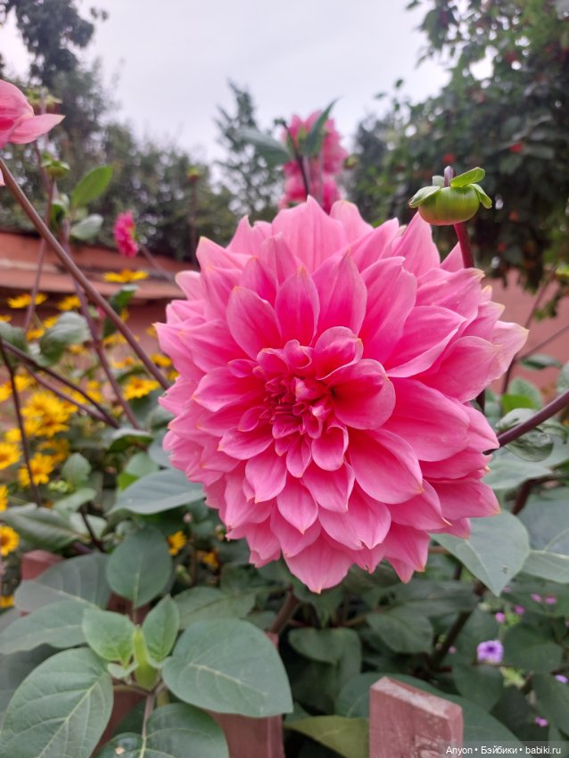 Прогулка с цветами — Куклы Strawberry Planet: Redberry (фото 6)