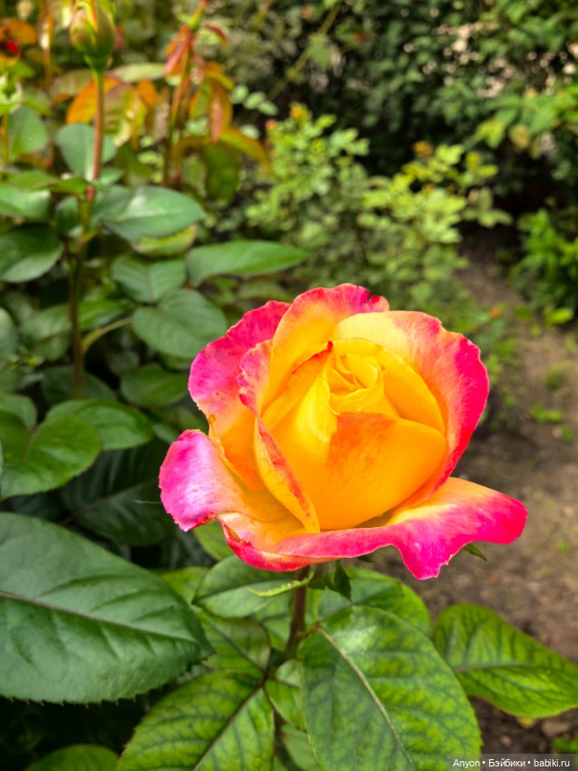 Прогулка с цветами — Куклы Strawberry Planet: Redberry (фото 8)