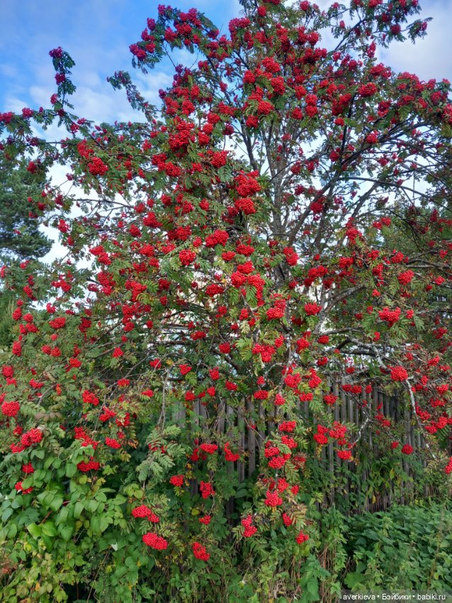Чудесное превращение — Азиатские виниловые куклы (разное): Китай