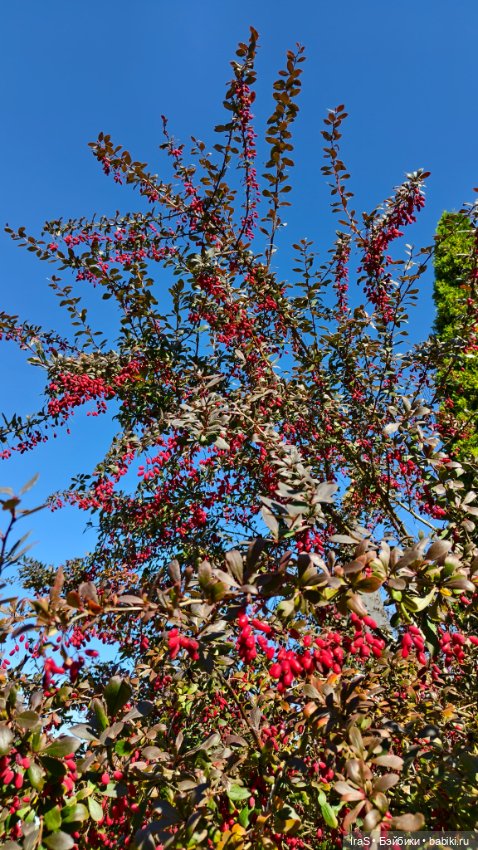 Моё солнце 🌞 — Разные куклы BJD (БЖД): редкие бренды (фото 6)