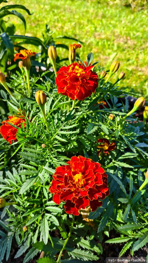 Моё солнце 🌞 — Разные куклы BJD (БЖД): редкие бренды (фото 8)