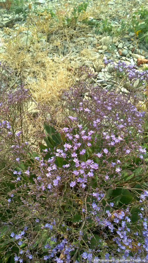 Бархатный сезон Йоли — Аналоги Барби и куклы 1/6: клоны 90