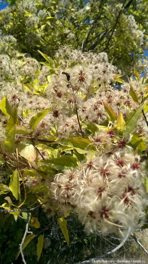 Бархатный сезон Йоли — Аналоги Барби и куклы 1/6: клоны 90