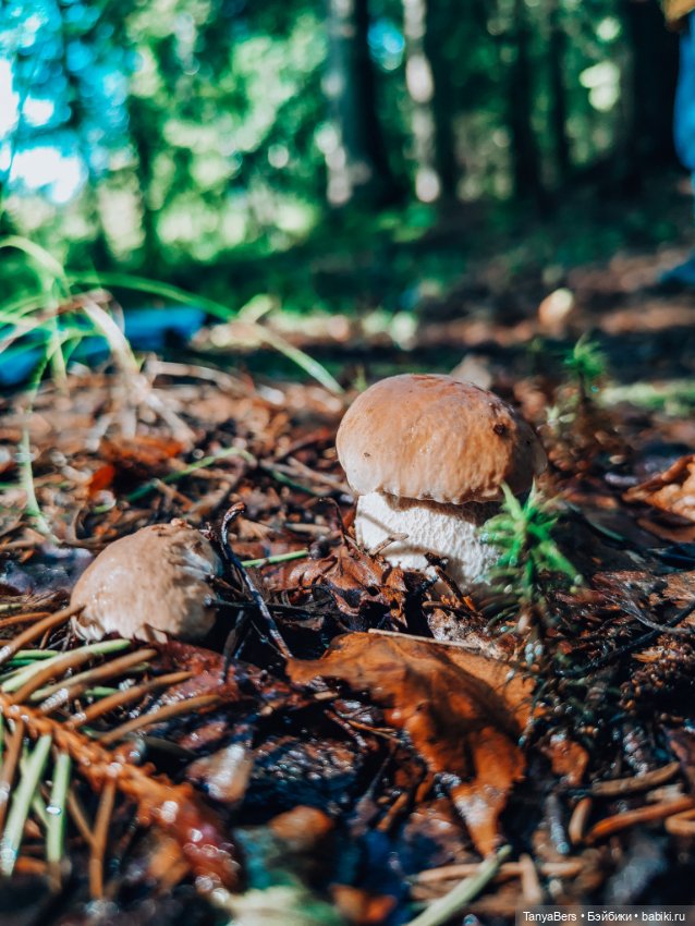 "Фото📸грибалка🍄‍🟫🍄🌲" — Куклы Momoko и Ruruko (Petworks