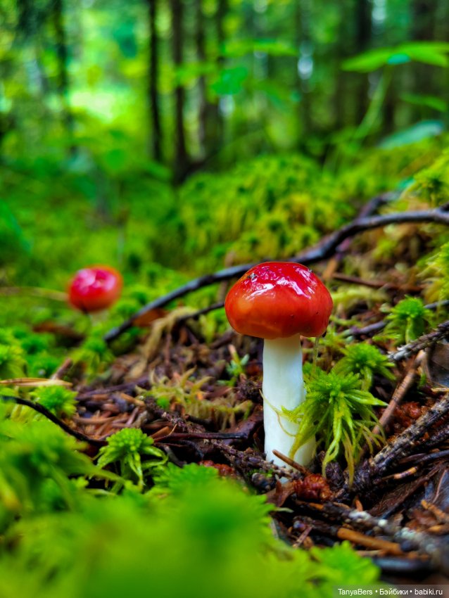 "Фото📸грибалка🍄‍🟫🍄🌲" — Куклы Momoko и Ruruko (Petworks (фото 10)