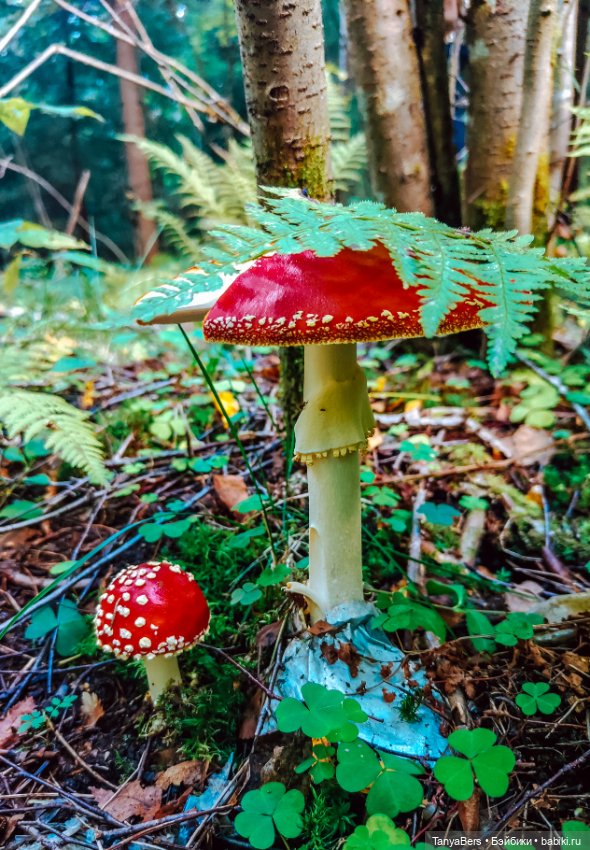 "Фото📸грибалка🍄‍🟫🍄🌲" — Куклы Momoko и Ruruko (Petworks (фото 2)
