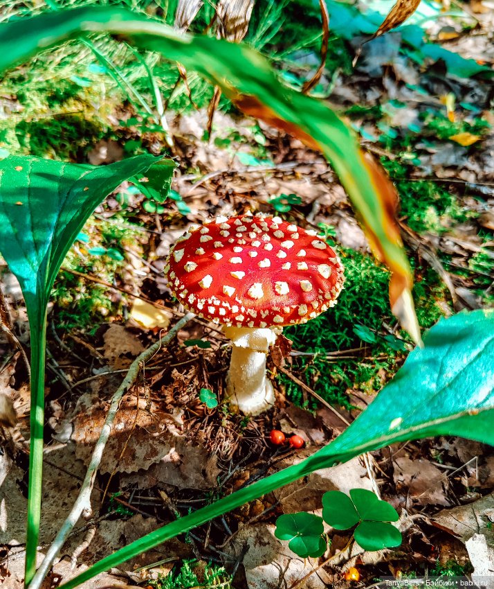 "Фото📸грибалка🍄‍🟫🍄🌲" — Куклы Momoko и Ruruko (Petworks (фото 5)
