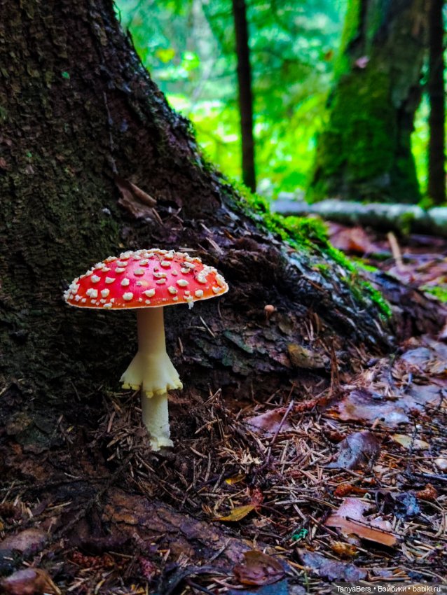 "Фото📸грибалка🍄‍🟫🍄🌲" — Куклы Momoko и Ruruko (Petworks (фото 7)