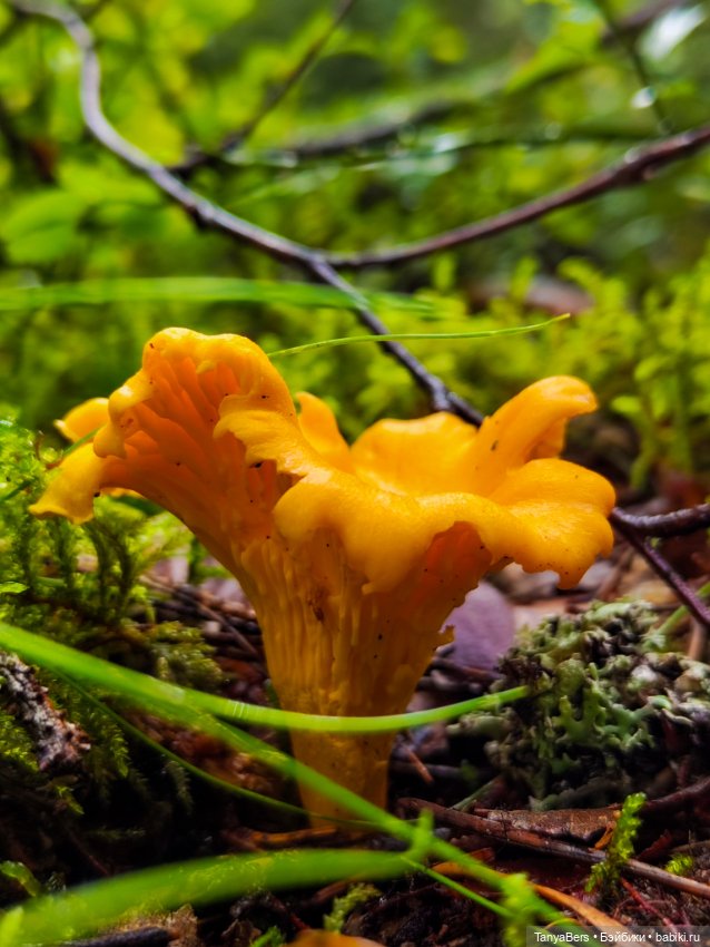 "Фото📸грибалка🍄‍🟫🍄🌲" — Куклы Momoko и Ruruko (Petworks