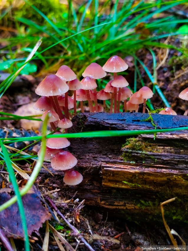 "Фото📸грибалка🍄‍🟫🍄🌲" — Куклы Momoko и Ruruko (Petworks (фото 9)