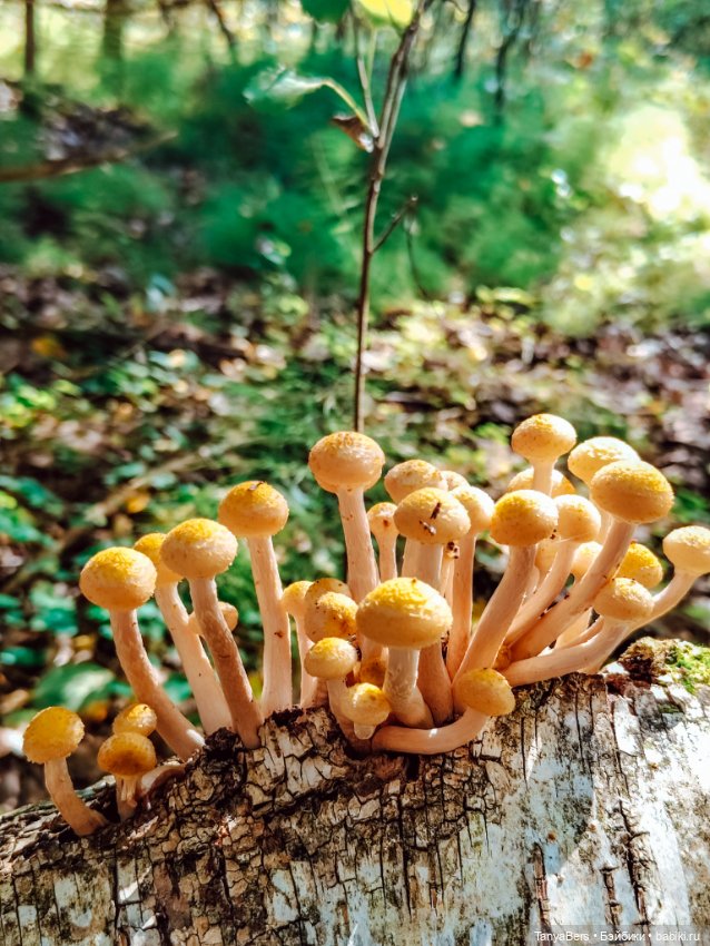"Фото📸грибалка🍄‍🟫🍄🌲" — Куклы Momoko и Ruruko (Petworks (фото 4)