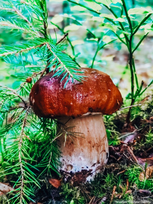 "Фото📸грибалка🍄‍🟫🍄🌲" — Куклы Momoko и Ruruko (Petworks