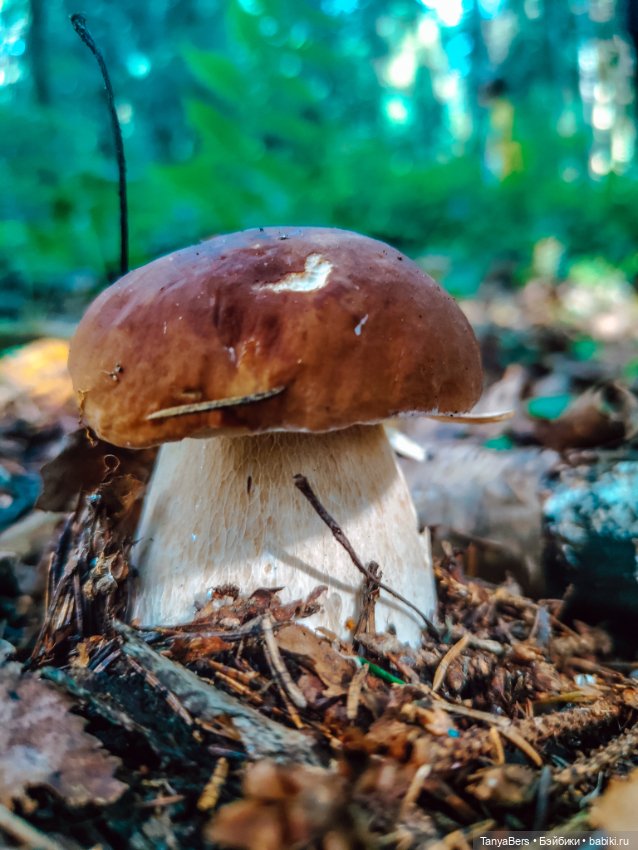 "Фото📸грибалка🍄‍🟫🍄🌲" — Куклы Momoko и Ruruko (Petworks