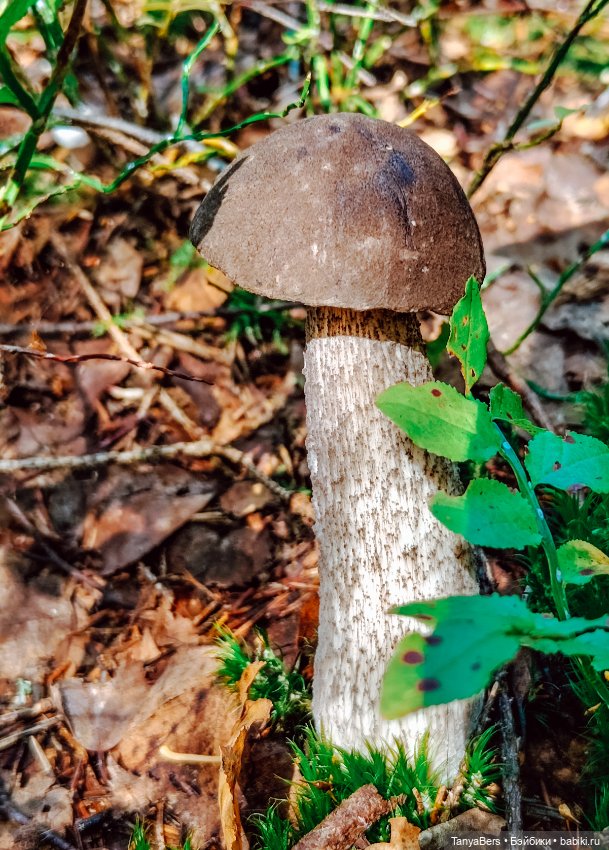 "Фото📸грибалка🍄‍🟫🍄🌲" — Куклы Momoko и Ruruko (Petworks (фото 3)