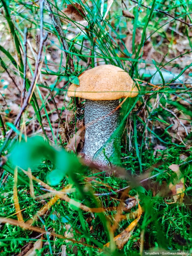 "Фото📸грибалка🍄‍🟫🍄🌲" — Куклы Momoko и Ruruko (Petworks (фото 6)