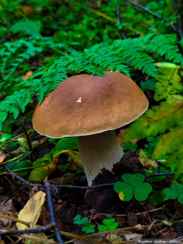 "Фото📸грибалка🍄‍🟫🍄🌲" — Куклы Momoko и Ruruko (Petworks (фото 8)