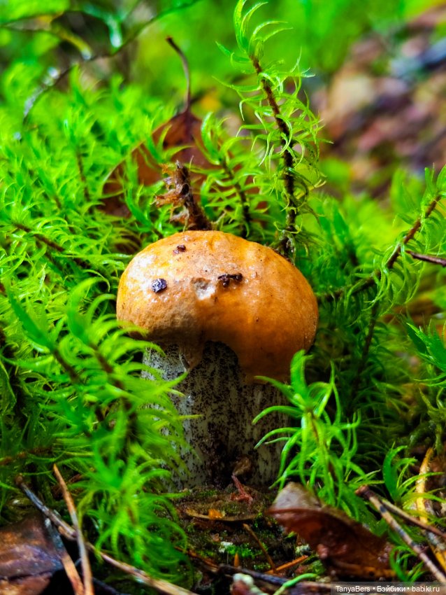 "Фото📸грибалка🍄‍🟫🍄🌲" — Куклы Momoko и Ruruko (Petworks
