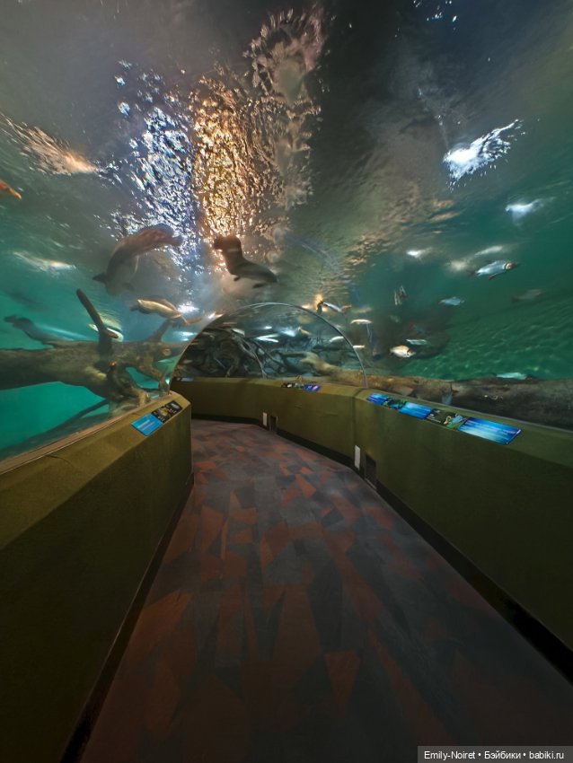 Шанхайский полдень: Океанариум