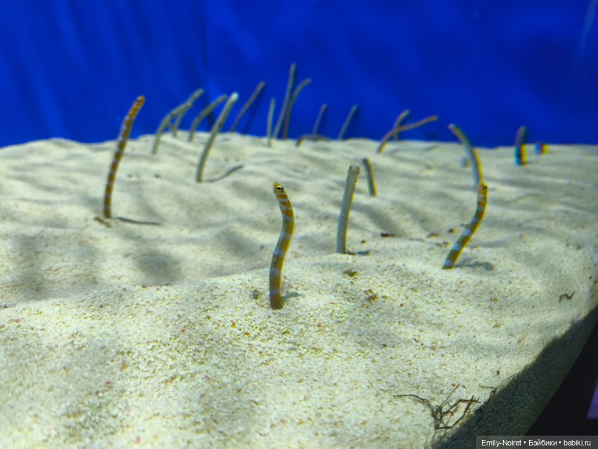 Шанхайский полдень: Океанариум