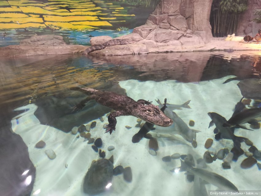 Шанхайский полдень: Океанариум