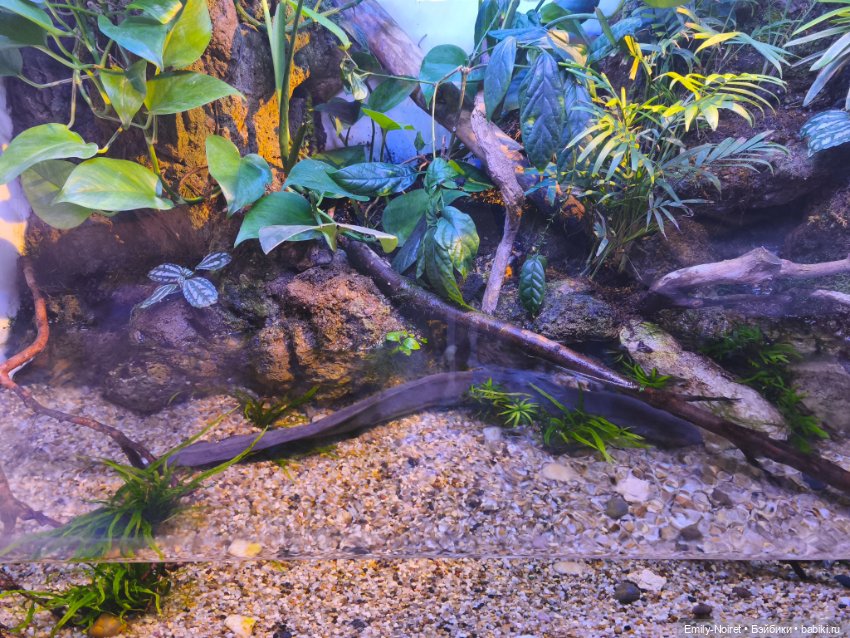 Шанхайский полдень: Океанариум