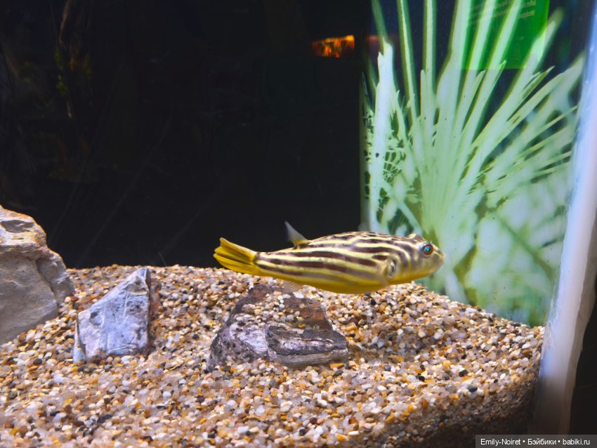 Шанхайский полдень: Океанариум (фото 8)