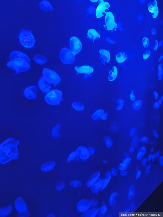 Шанхайский полдень: Океанариум