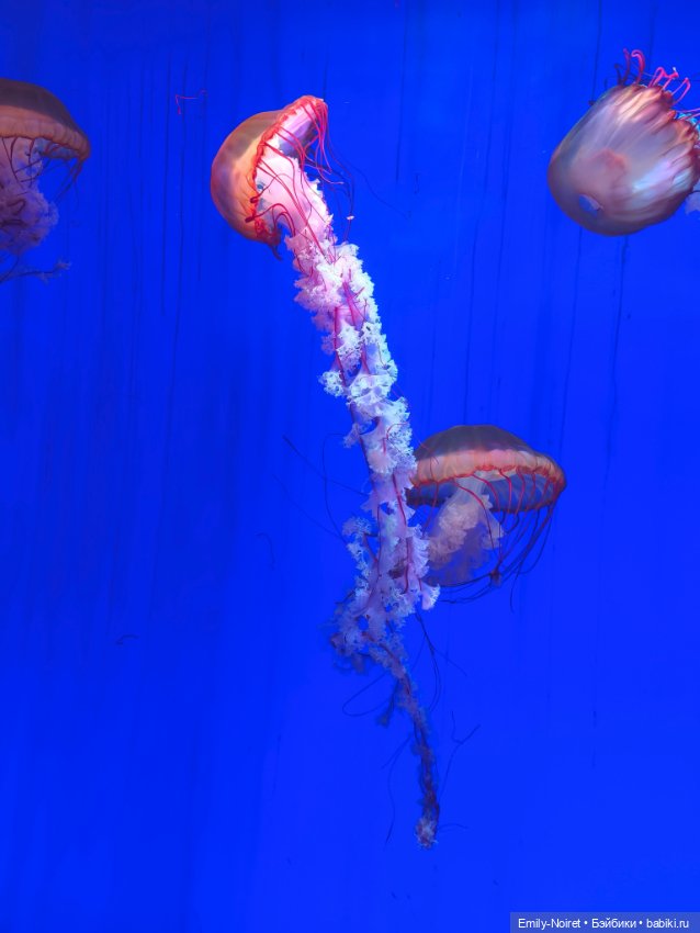 Шанхайский полдень: Океанариум