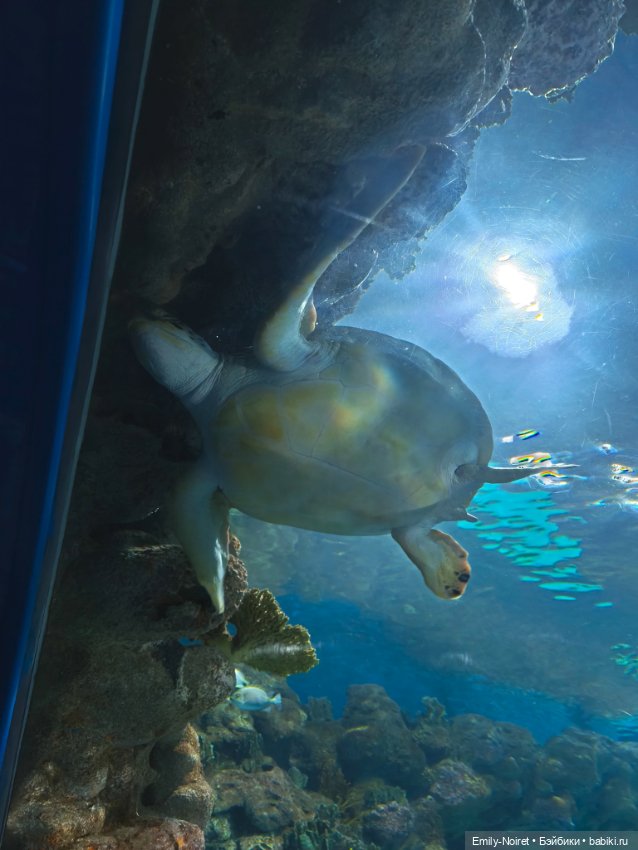 Шанхайский полдень: Океанариум