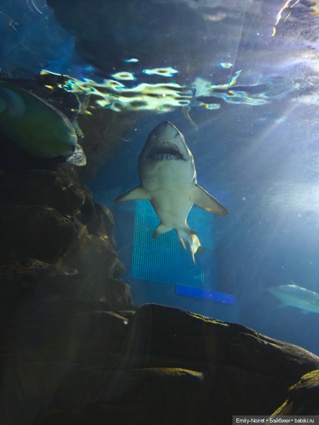 Шанхайский полдень: Океанариум