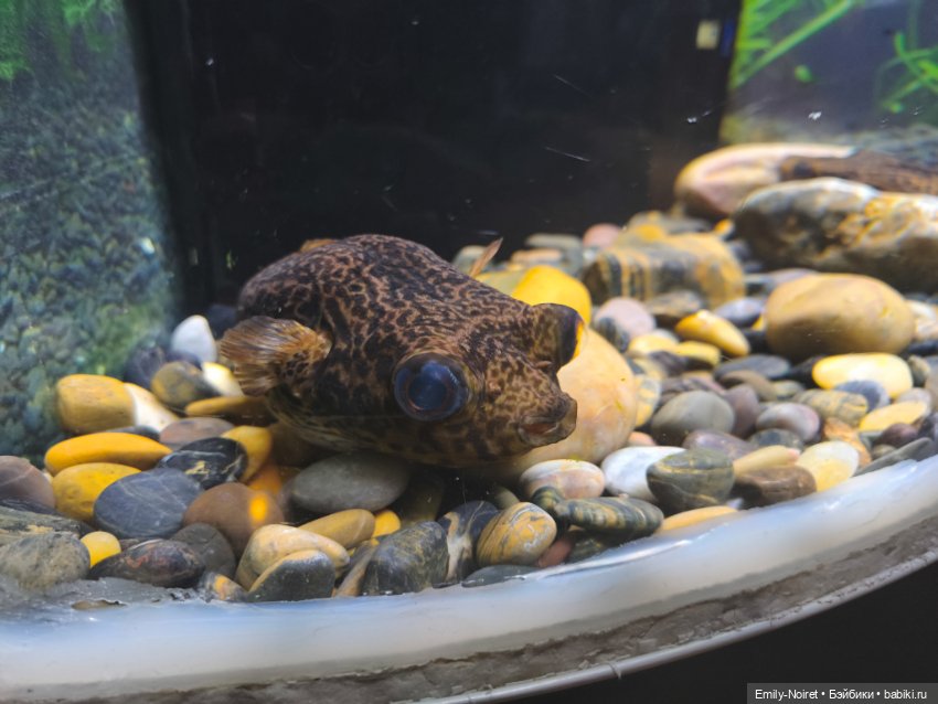 Шанхайский полдень: Океанариум