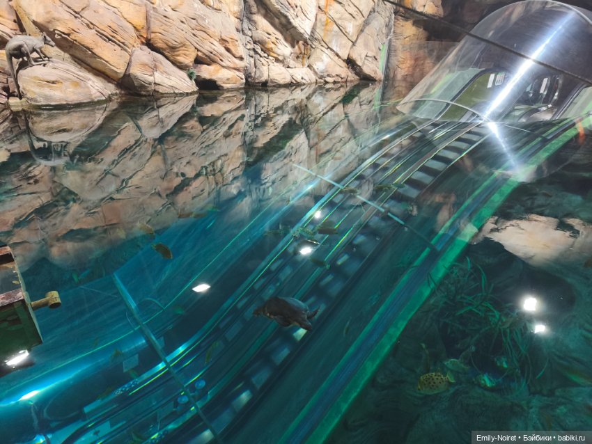 Шанхайский полдень: Океанариум