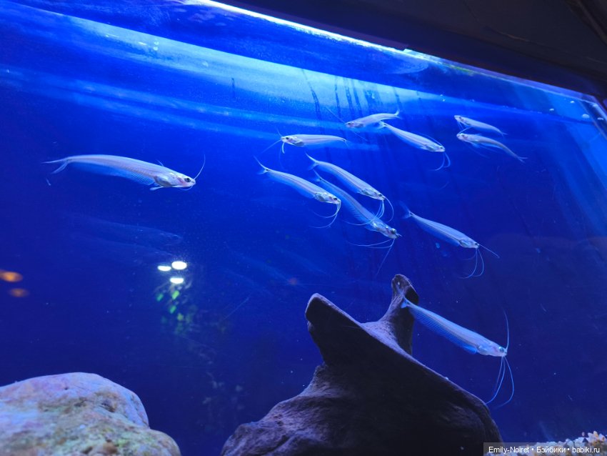 Шанхайский полдень: Океанариум (фото 10)