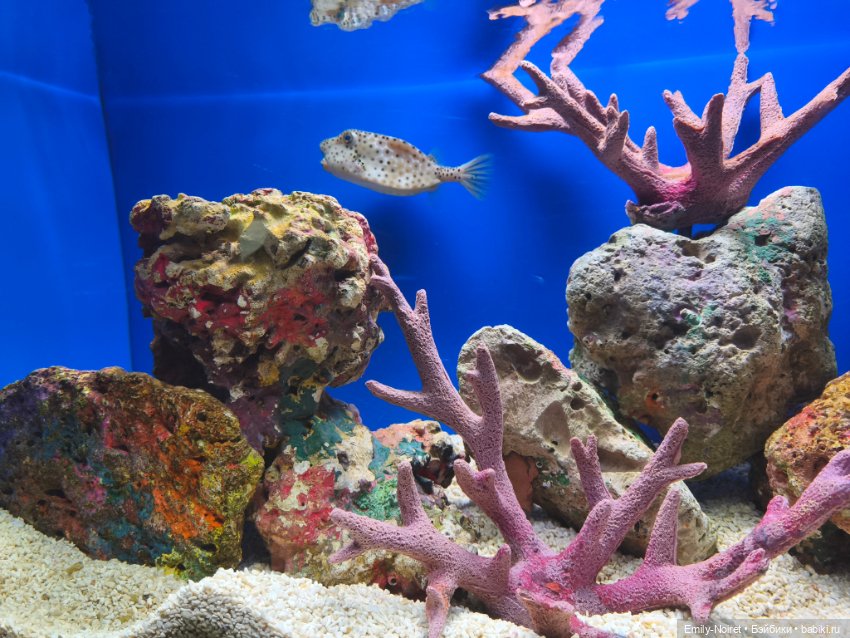 Шанхайский полдень: Океанариум