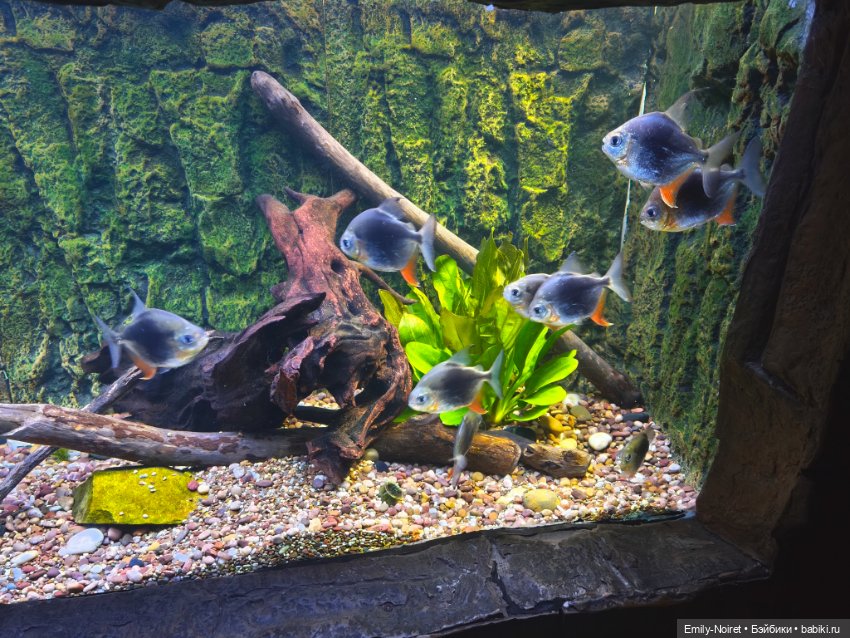 Шанхайский полдень: Океанариум