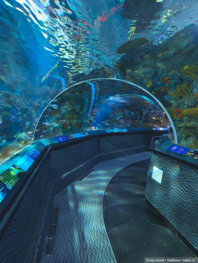 Шанхайский полдень: Океанариум