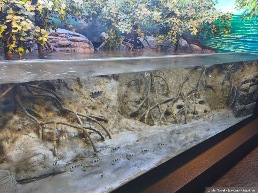 Шанхайский полдень: Океанариум