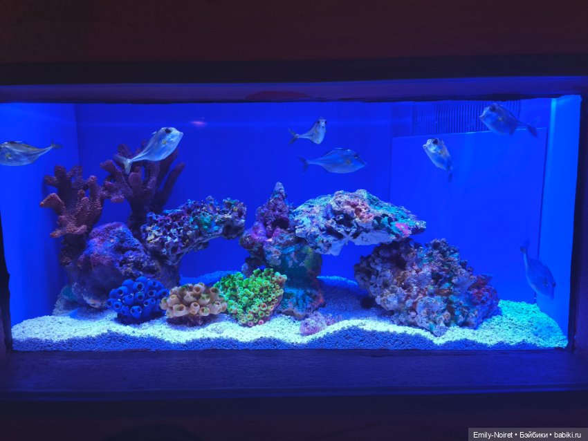 Шанхайский полдень: Океанариум