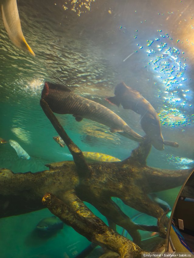 Шанхайский полдень: Океанариум