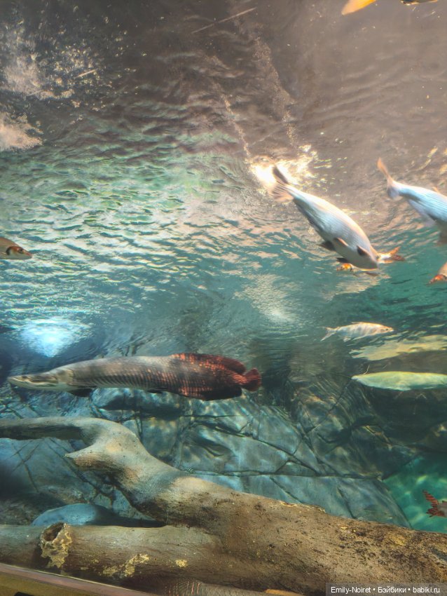 Шанхайский полдень: Океанариум