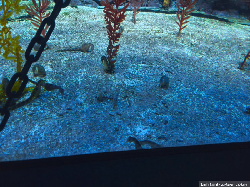 Шанхайский полдень: Океанариум