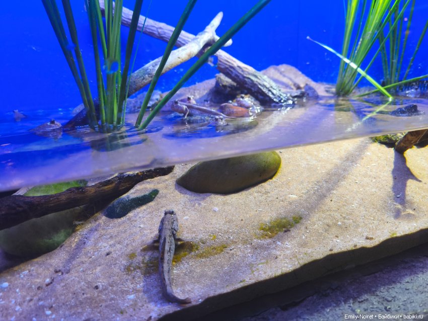 Шанхайский полдень: Океанариум