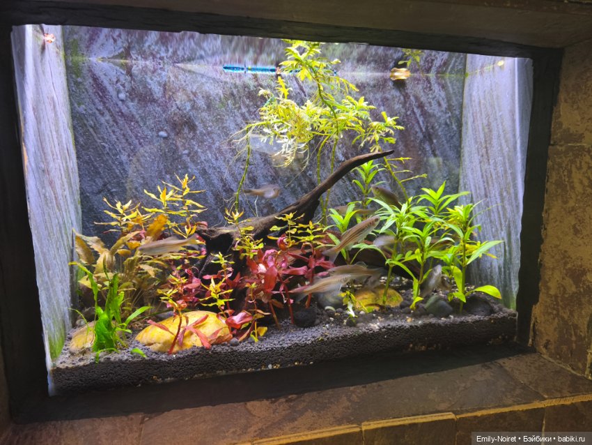 Шанхайский полдень: Океанариум