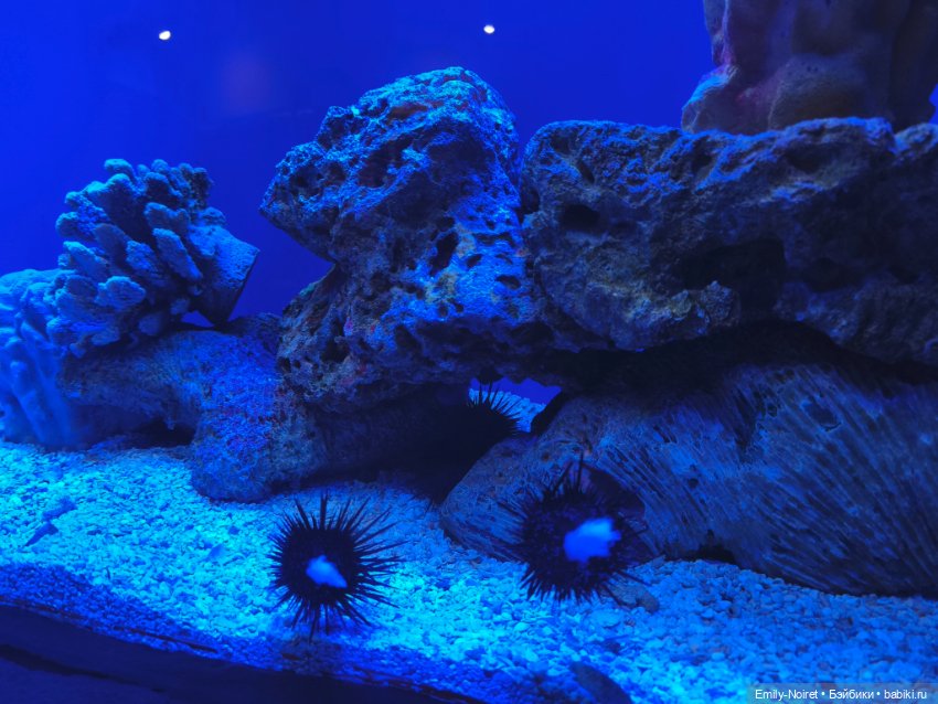 Шанхайский полдень: Океанариум