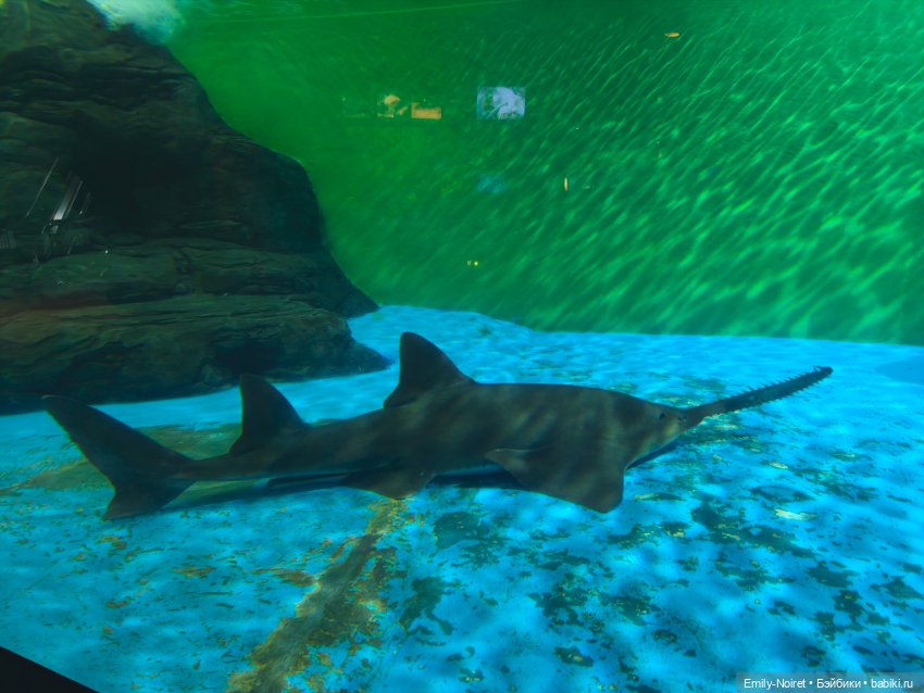 Шанхайский полдень: Океанариум