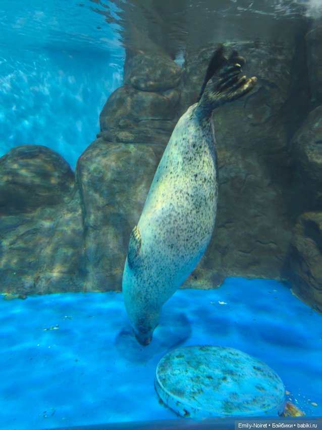 Шанхайский полдень: Океанариум