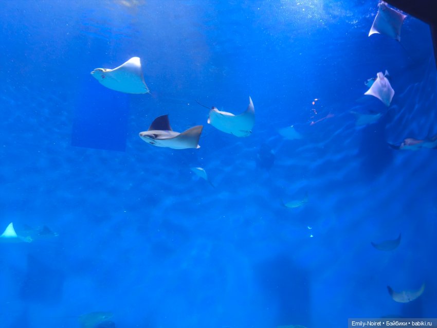 Шанхайский полдень: Океанариум