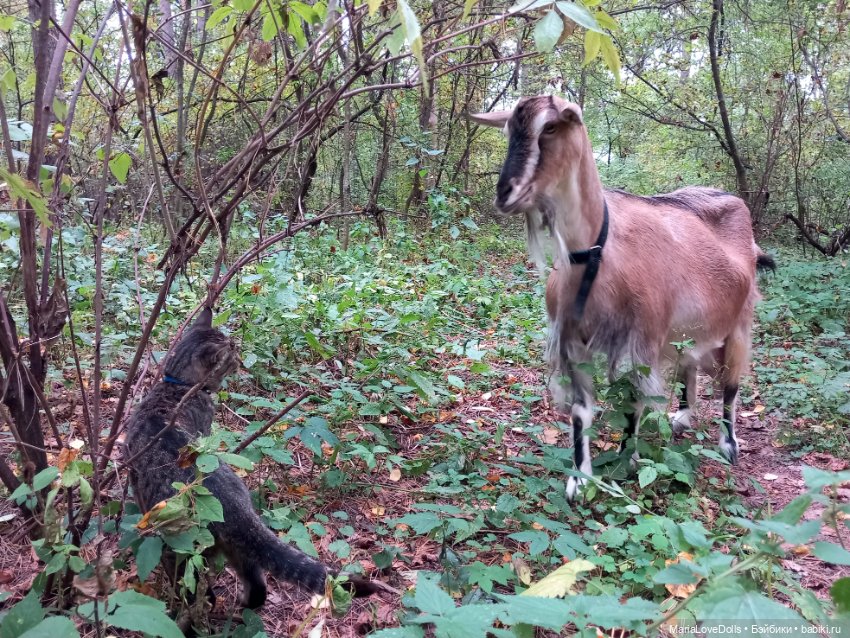 Дела осенние — Куклы Ruby Red (Руби Ред) Fashion Friends: Siblies (фото 9)