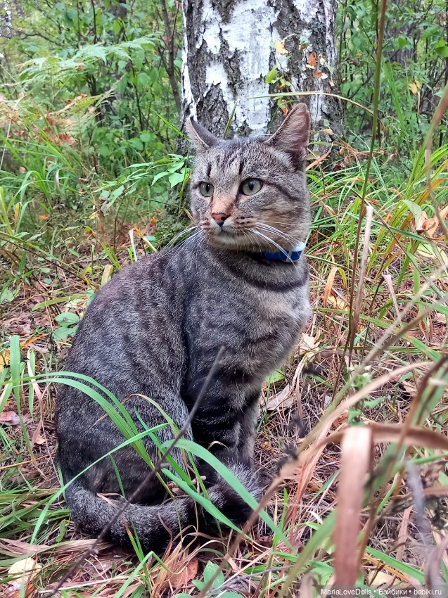 Дела осенние — Куклы Ruby Red (Руби Ред) Fashion Friends: Siblies (фото 4)