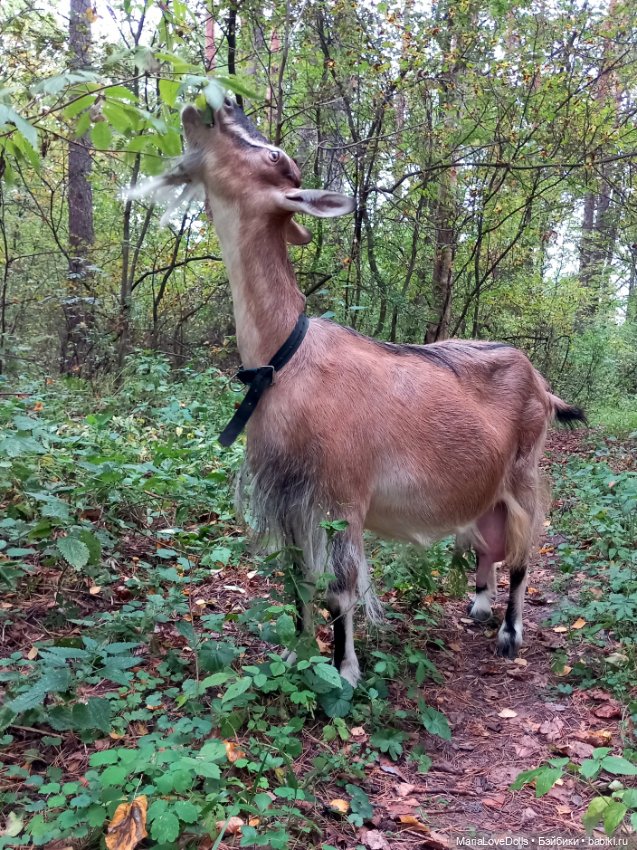 Дела осенние — Куклы Ruby Red (Руби Ред) Fashion Friends: Siblies